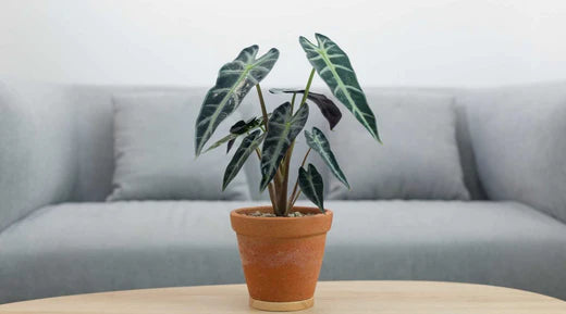 Alocasia - Wichtige Pflegetipps  Bloombox Club DE