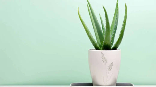 Aloe Vera Pflanzenpflege - Anbau, Vorteile und Pflegetipps  Bloombox Club  DE
