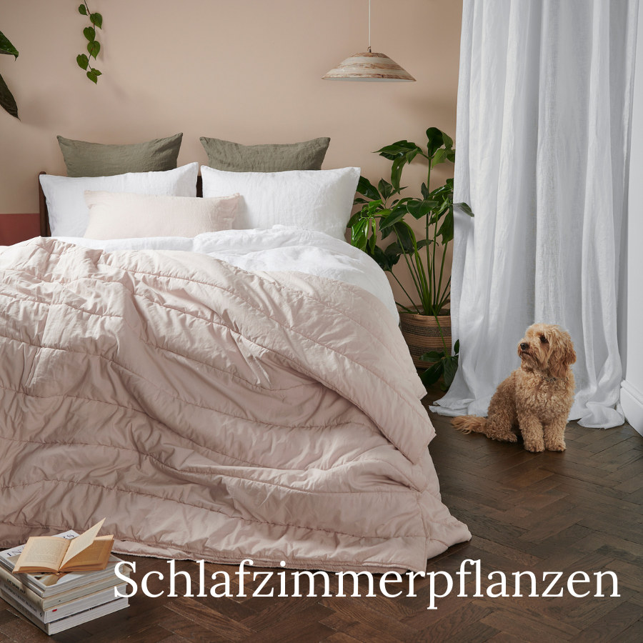 Schlafzimmerpflanzen fr dein Zuhause! Bloombox Club  Bloombox Club DE