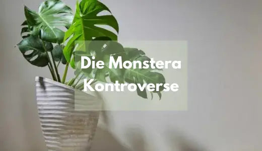 Die Monstera Kontroverse  Wie erkennst du, dass du die super seltene   Bloombox Club DE