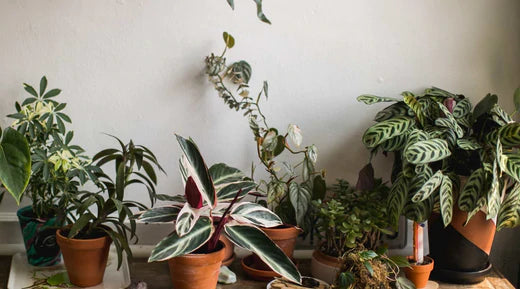crassula ovata gollum variegata Crassula ovata 'Gollum' variegated – LET LOVE GROW (Succulent & Cactus) main image 1