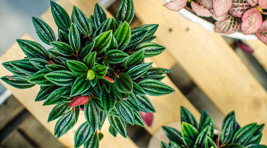 jose buono variegata Philodendron Jose Buono — Ecuagenera Orquídeas del Ecuador