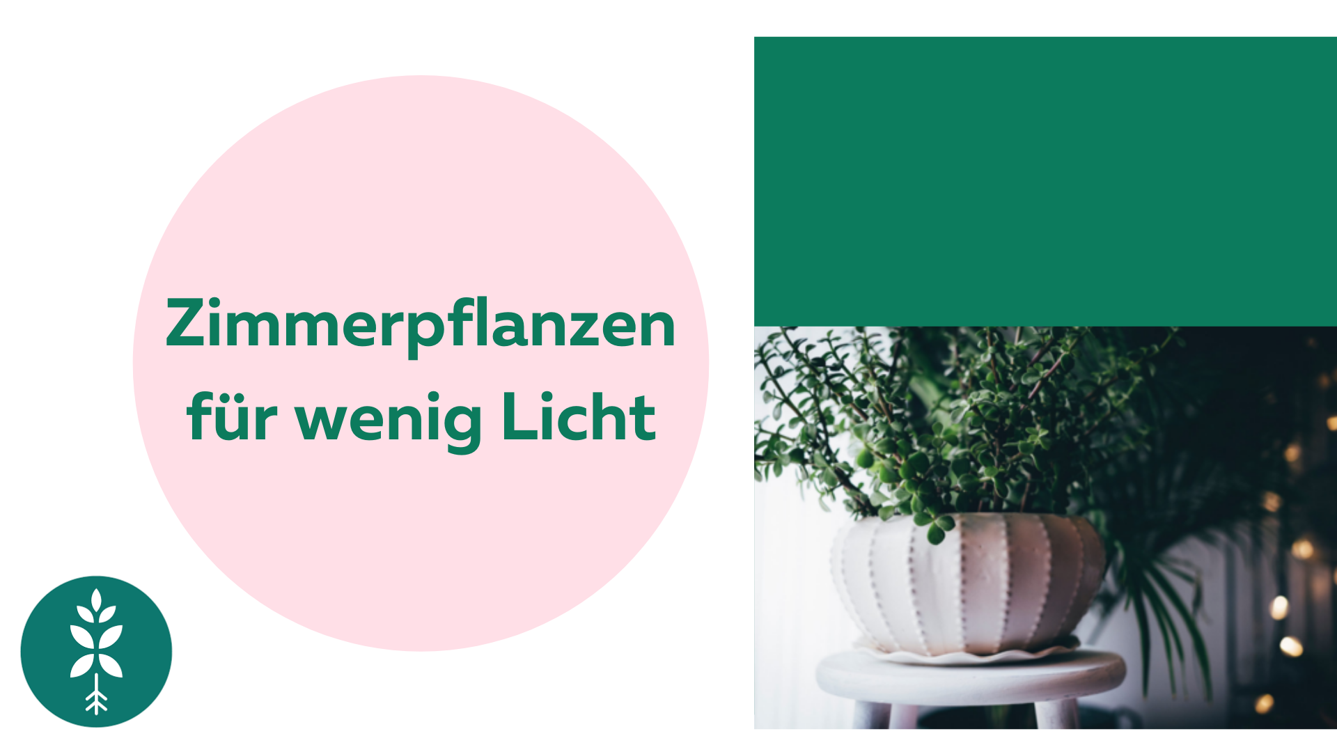 Zimmerpflanzen mit wenig Licht  Bloombox Club DE