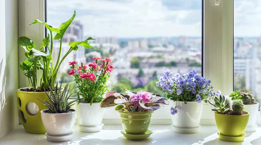 10 duftende Pflanzen fr dein Zuhause  Bloombox Club DE