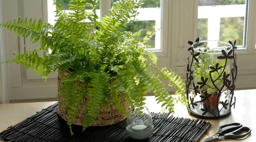 Pflegehinweise fr Farne: So wchst und gedeiht dein Farn erfolgreich   Bloombox Club DE