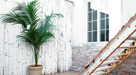 Alles was du ber die Kentia Palme wissen musst  Bloombox Club DE