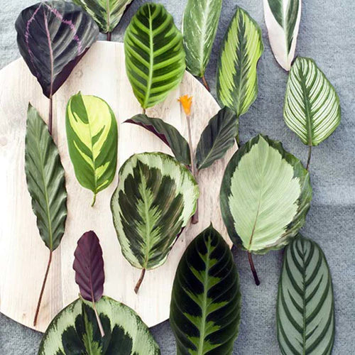 Unsere Top 3 Korbmaranten  Bloombox Club DE