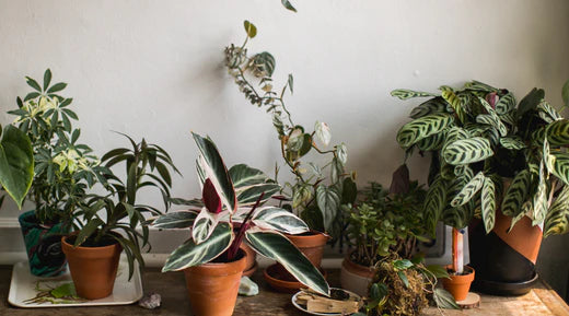 Wie beseitigt man Pilze aus dem Kompost der Zimmerpflanzen?  Bloombox Club  DE