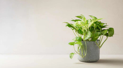 Wie verbessern Efeu-Pflanzen die Luftqualitt in Innenrumen?  Bloombox  Club DE