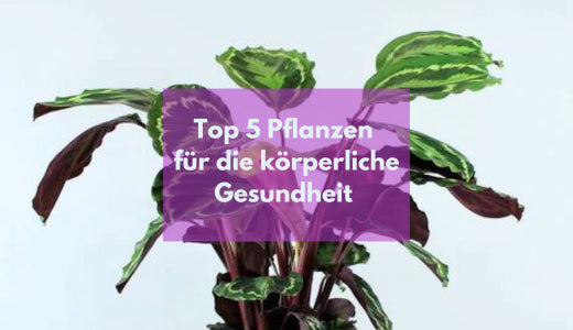 Top 5 Pflanzen fr die krperliche Gesundheit: Haut, Lunge, Immunsyste   Bloombox Club DE
