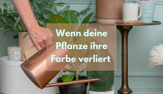 alocasia polly pink variegata Alocasia Polly Pink Mint Variegated 4