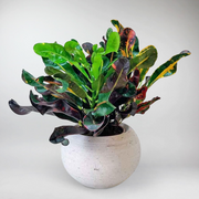 Kroton Mammy - Codiaeum variegatum 'Mamey'