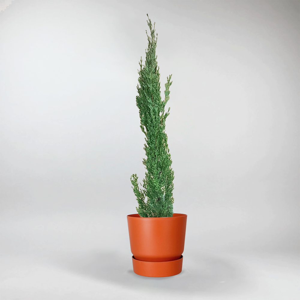 Italienische Zypresse | Cupressus Sempervirens