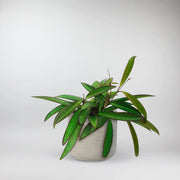 Wachsblume Wayetii | Hoya Wayetii