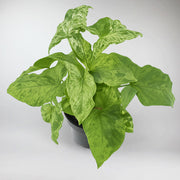 Syngonium Mottled | Syngonium Mottled