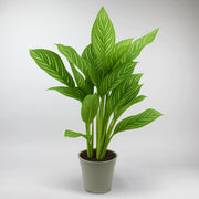 Aglaonema Stripes | Aglaonema Stripes