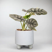 Alocasia 'Silver Dragon' | Alocasia Baginda