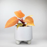 Philodendron 'Prince of Orange' | Philodendron Prince of Orange