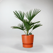 Wagners Hanfpalme | Trachycarpus Wagnerianus