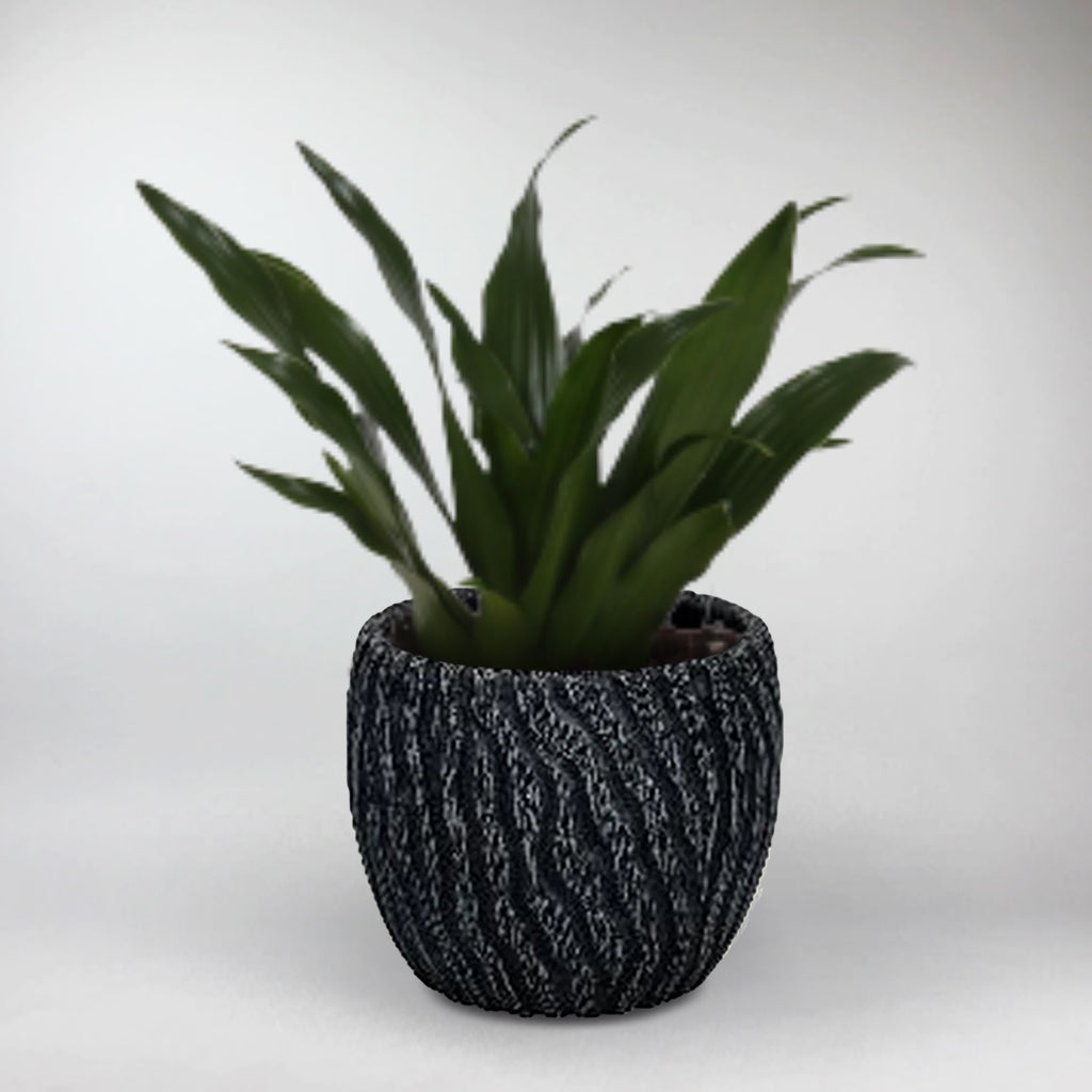 Dracaena Compacta + Black Cement Pot