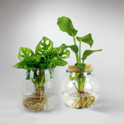 Hydroponik Pflanzen-Set | Nachhaltiges Set für Pflanzenliebhaber