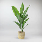 Schusterpalme | Aspidistra elatior