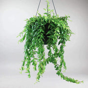 Hängepflanze 'Schamblume' - Aeschynanthus japhrolepis