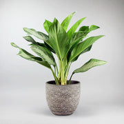Kolbenfaden 'Silver Bay' | Aglaonema 'Silver Bay'