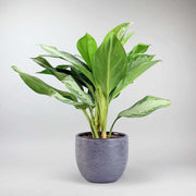 Chinese Evergreen 'Silver Bay' mit Pot