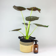 Elefantenohr 'Wentii' & Korb mit Sprühflasche