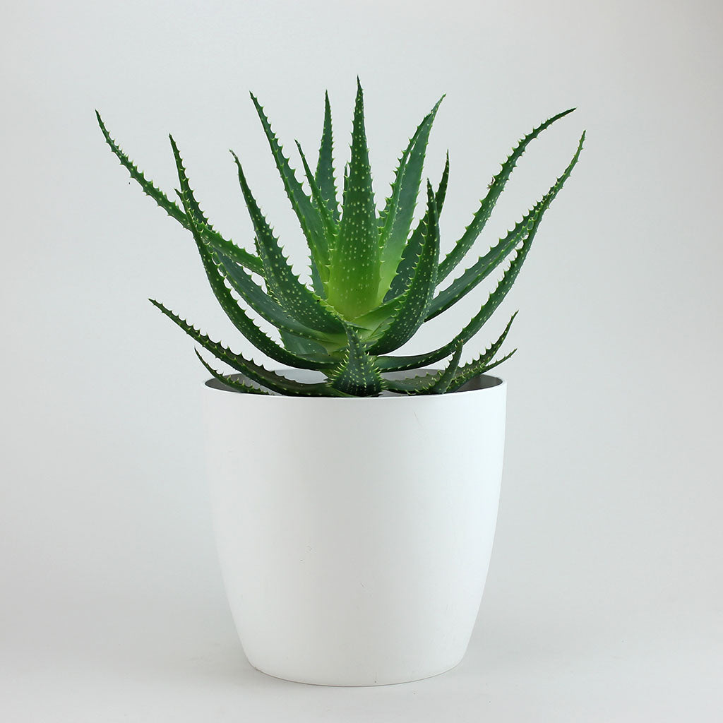 tintenfisch aloe vera Die Baum Aloe (Aloe arborescens)