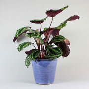 Korbmarante 'Medallion' - Calathea roseopicta 'Medallion'