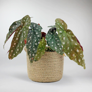 Forellenbegonie - Begonia maculata