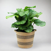 Korbmarante 'Orbifolia' - Calathea orbifolia