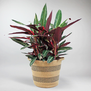 Korbmarante 'Triostar' | Stromanthe Sanguinea 'Triostar'