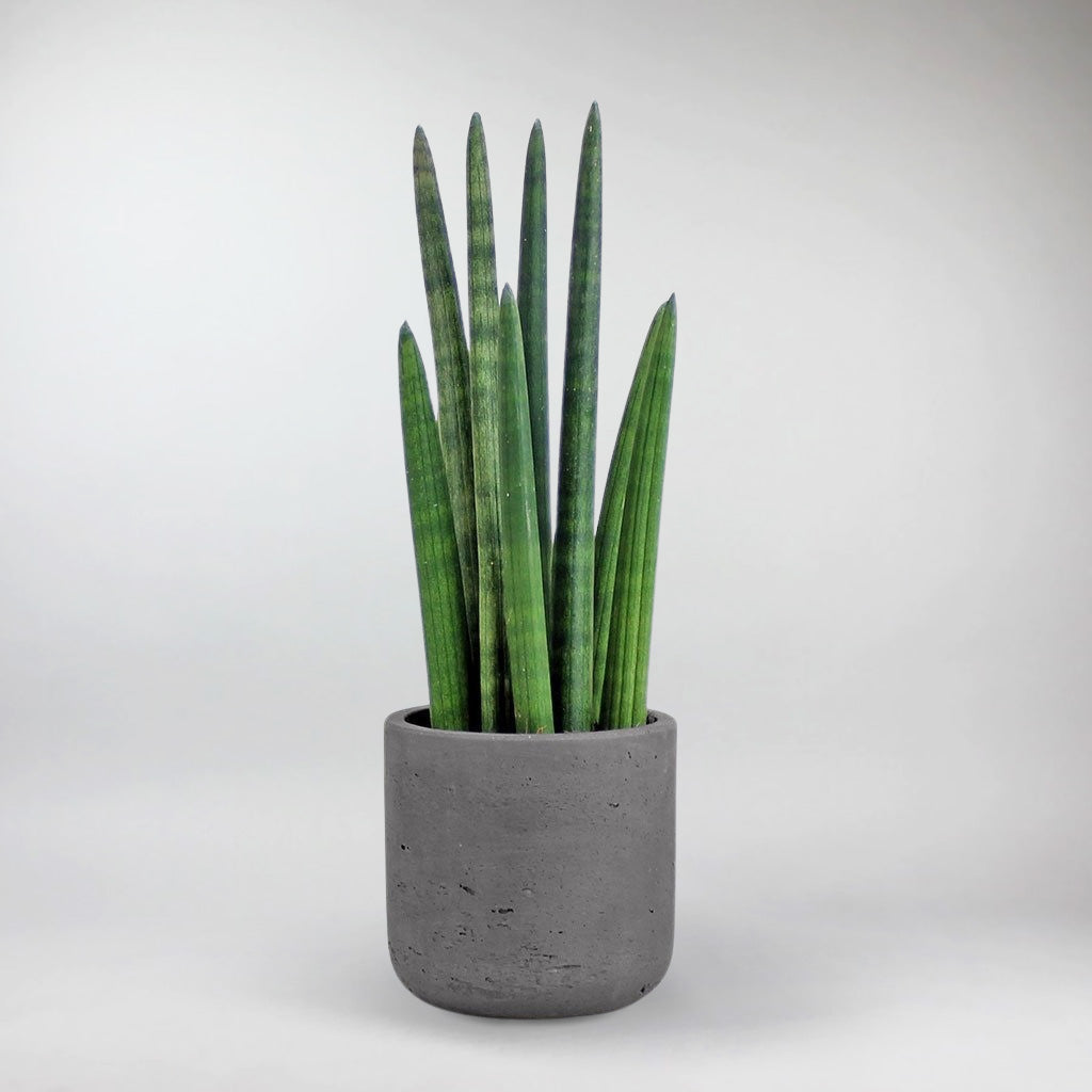 Zylinder-Bogenhanf (Sansevieria Cylindrica) — Bloombox Club – Bloombox Club DE