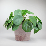 Chinesischer Geldbaum 'Ufopflanze' | Pilea peperomioides