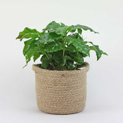 Kaffeepflanze - Coffea arabica