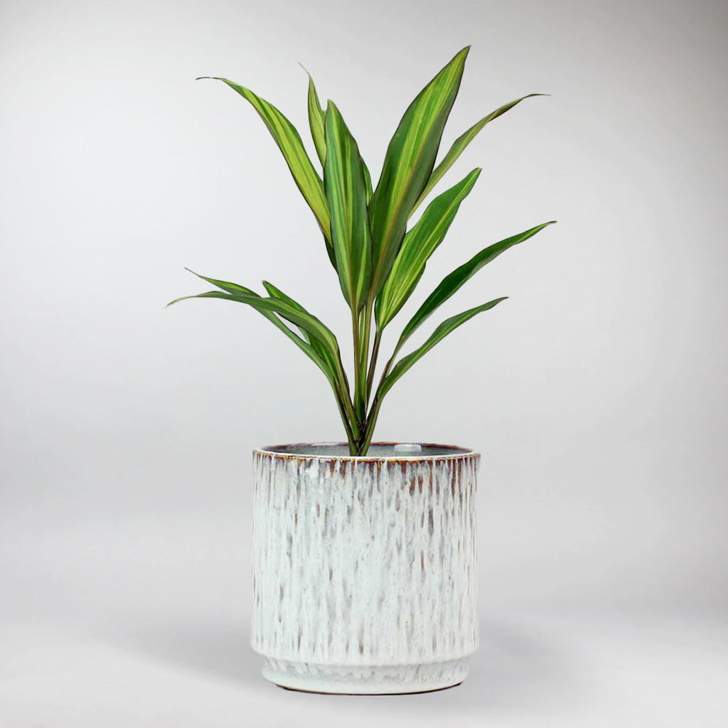 Die Keulenlilie 'Kiwi' (Cordyline fruticosa 'Kiwi') | Bloombox Club Bloombox Club DE Die Keulenlilie 'Kiwi' (Cordyline fruticosa 'Kiwi') | Bloombox Club Bloombox Club DE