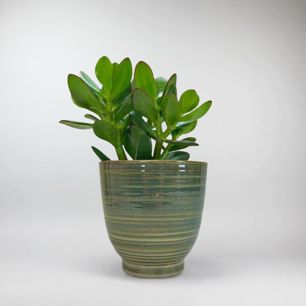 jade plant deutsch Jade Plant: Crassula Ovata