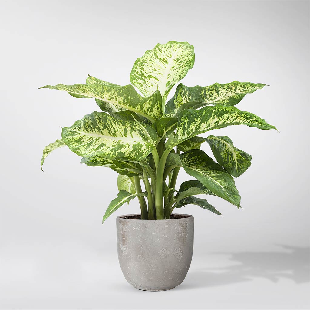 dieffenbachia luftreinigung Dieffenbachie 'Mars' (Dieffenbachia seguine)