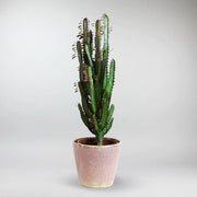 Kaktus 'Dreikantige Wolfsmilch' | Euphorbia trigona 'Rubra'