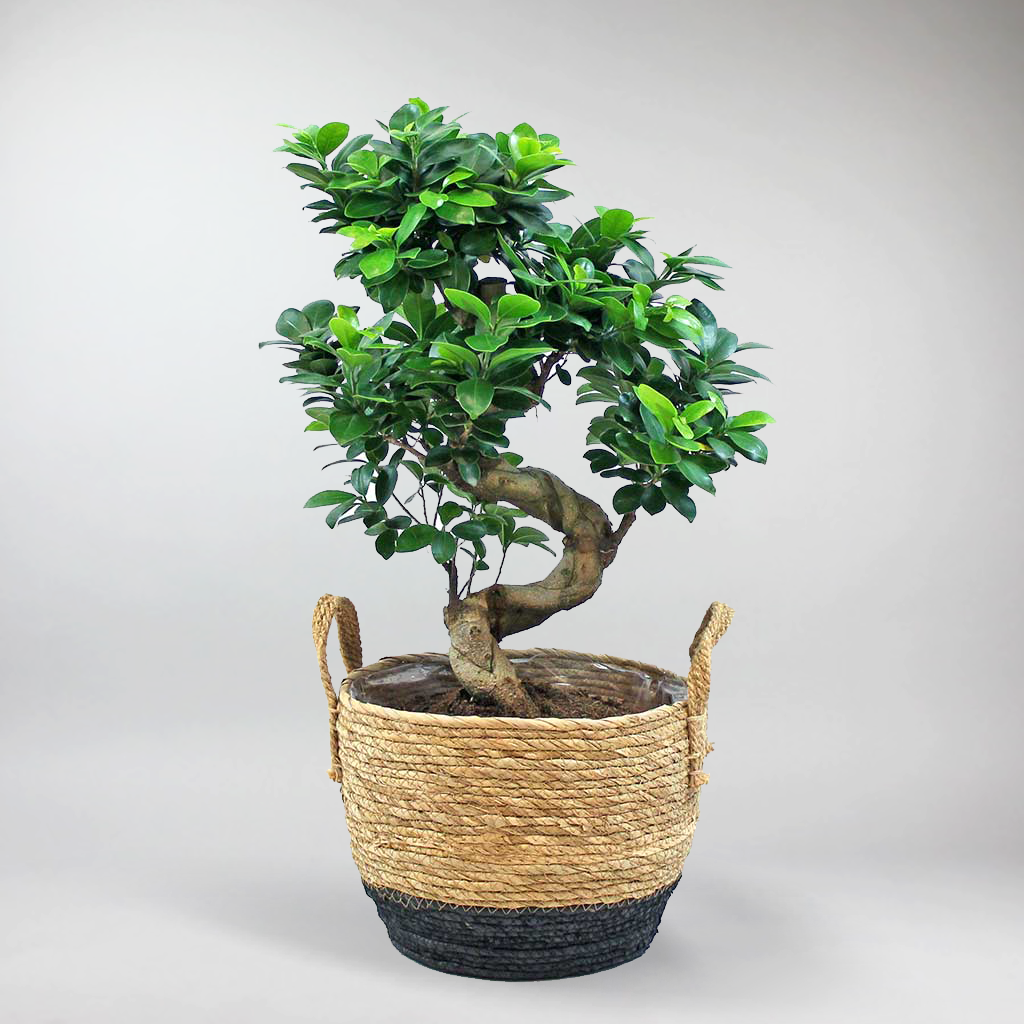 Chinesische Feige 'Ficus Ginseng Bonsai'