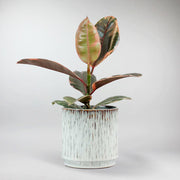 Gummibaum 'Belize' - Ficus elastica 'Belize'