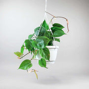 Herzblättriger Philodendron - Philodendron scandens