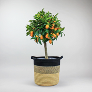 Zwergorangenbaum 'Kumquat' | Citrus japonica