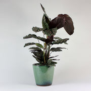 Korbmarante 'Calathea Ornata'
