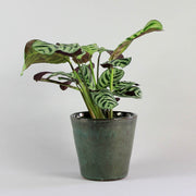 Korbmarante 'Burle Marxii' | Ctenanthe Burle Marxii Amabilis