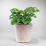 Geschlitztes Fensterblatt 'Monkey Leaf' - Monstera Adansonii