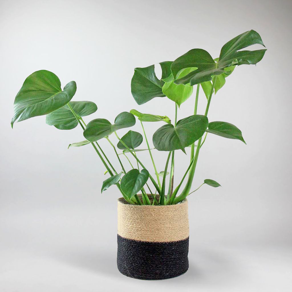 fensterblatt monstera deliciosa erfahrungsbericht Das pflegeleichte Fensterblatt (Monstera deliciosa) – Bloombox Club DE